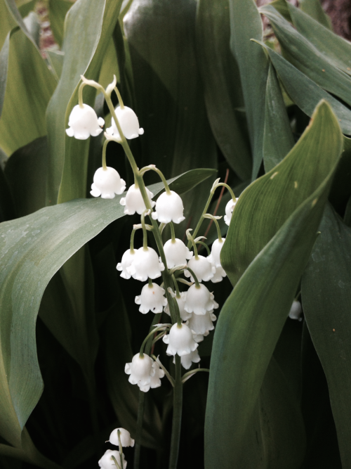 visivice-archive: yesss my lilies-of-the-valley are in full bloom