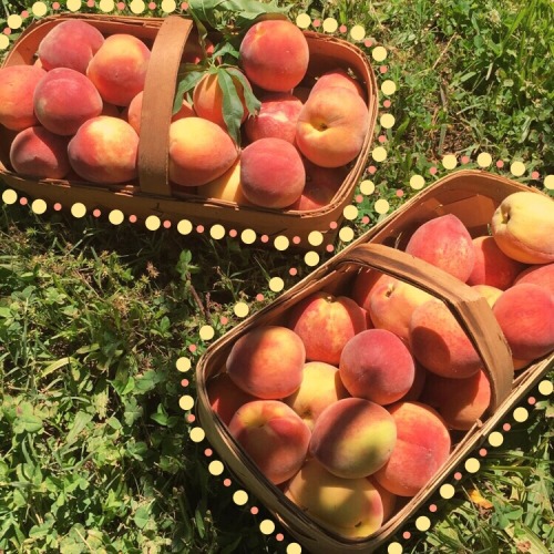 turnstogrey:  peachy day !