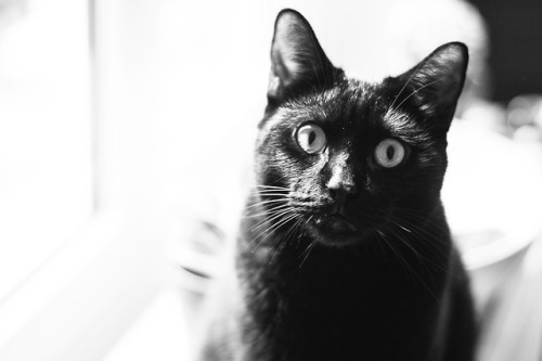 clim-ne:Hi Tumblr, It’s been a while so I present you today some photos of my cat, Jiji. She is pret