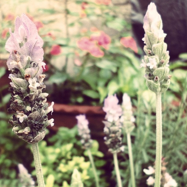 Mi #jardín xD #garden #flor #flower #lavanda #verde #naturaleza (en Villas de la