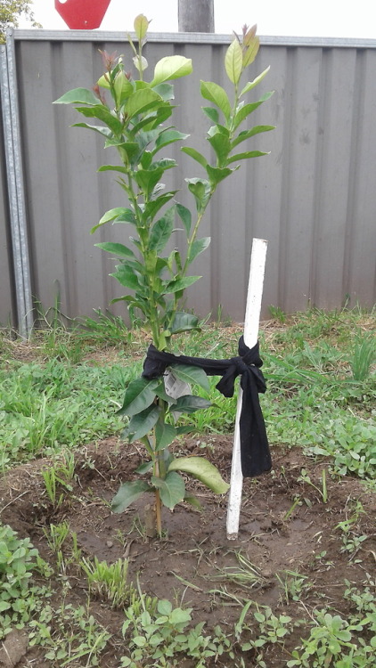 A lemon tree… which I can’t get the boys to pee on because the fence is “too low&