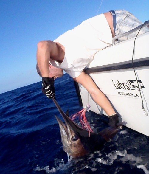 Marlin bleu pris sur Shortmad en Guadeloupe