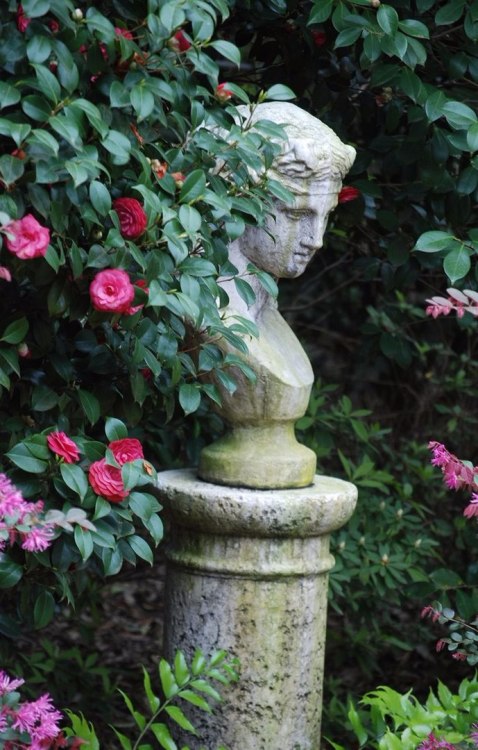 dxrtygxd:[image desc: (1) a grey stone bust in between a pink flowering plant with dark green leaves