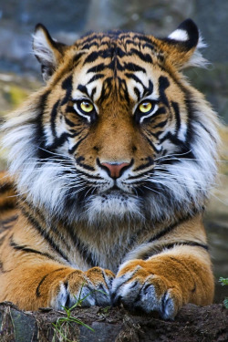 heaven-ly-mind:  Sumatran Tiger 