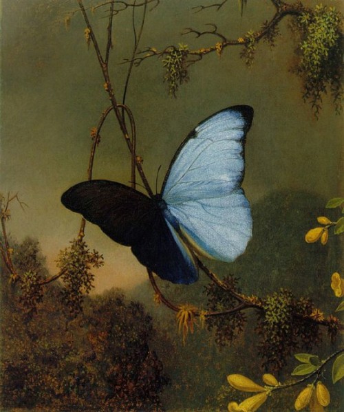 wasbella102:  Martin Johnson Heade:  Hudson River School Blue Morpho Butterfly c.1864-1865