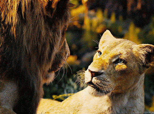 The Lion King 2019 Jon Favreau