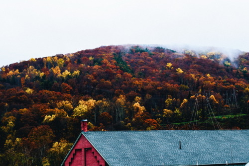 Colors of fall.