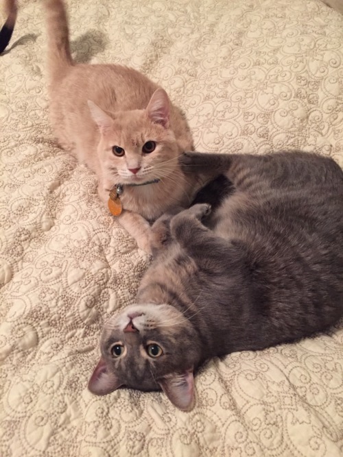 derpycats:  Melody (white), Leeloo (blonde), O'Malley (grey), Ruby (black)