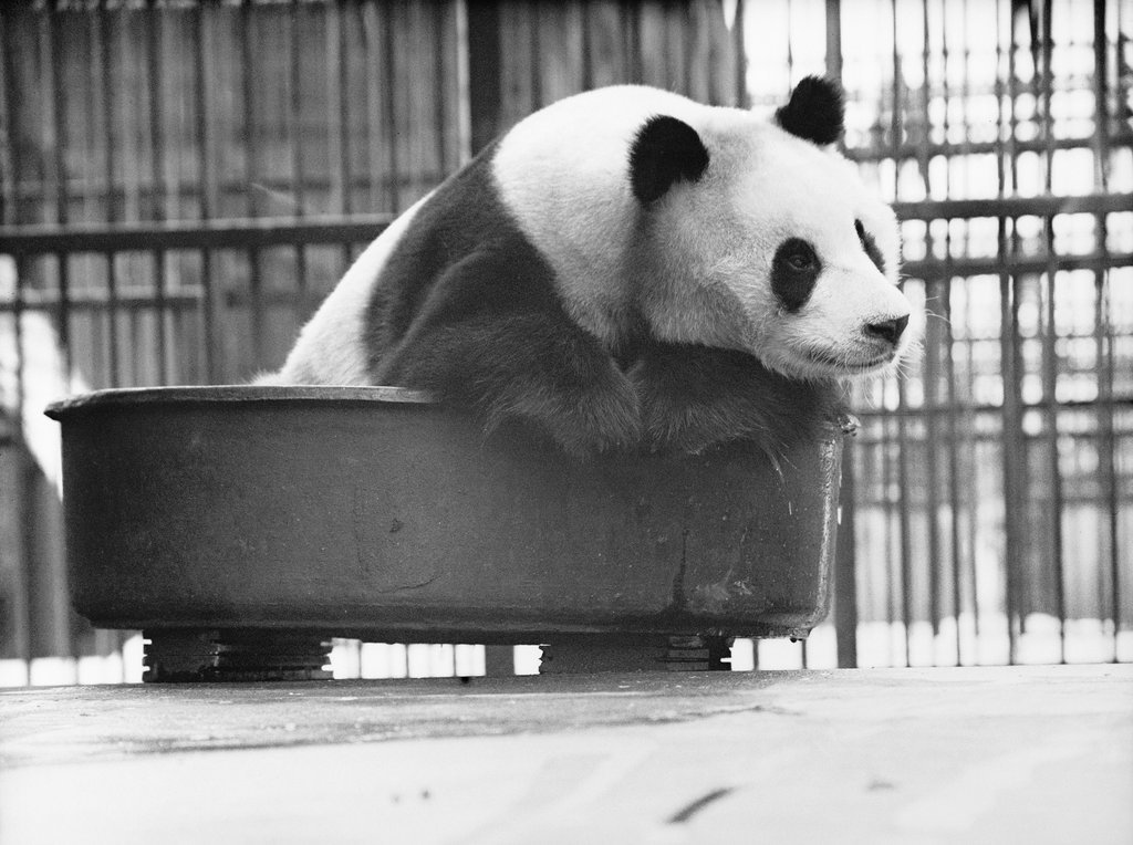 bears-addict:  Lien-ho, a giant panda, in a bath tub of cold water cools off in the