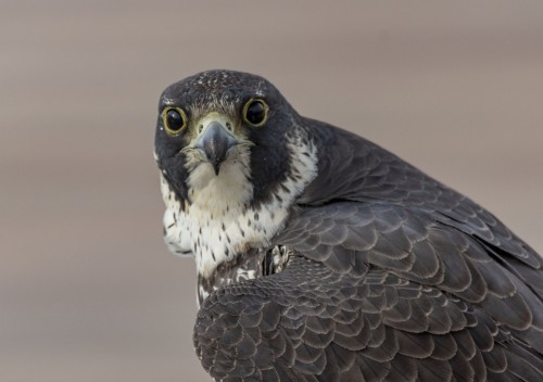 Peregrine Falcon (Falco peregrinus)© Ed Wransky