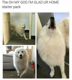 Best Dog Memes(Or Anything Else That Has