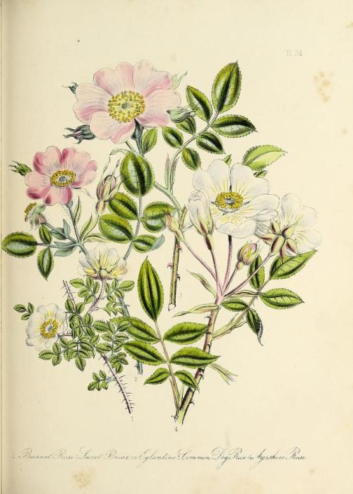 heaveninawildflower:Botanical illustrations taken from ‘British Wild Flowers’ by Jane Loudon. Publis