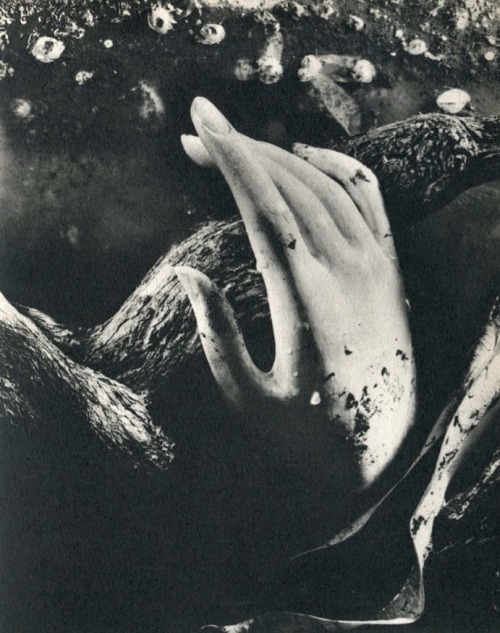 Porn miss-catastrofes-naturales:  Ruth Bernhard photos