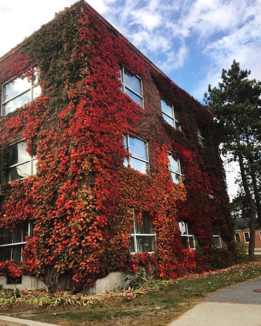 lezzkiss:  Color changes (at Hitchner Hall)