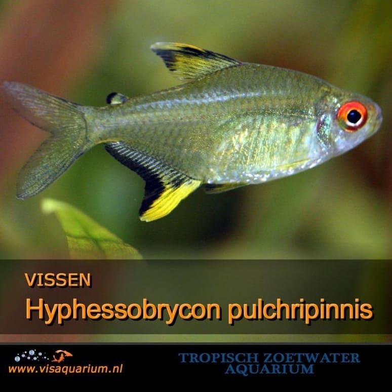 Hyphessobrycon pulchripinnis - Lemon Tetra #aquariumvissen #aquarium #vissen
https://www.instagram.com/p/B9BHu9JpO5Q/?igshid=t7ujl8tc3hzb