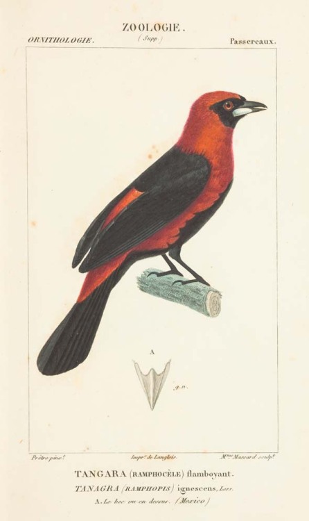 Paul Gervais, Birds from Atlas de Zoologie, 1844. Paris. The complete book via biodiversitylibrary.