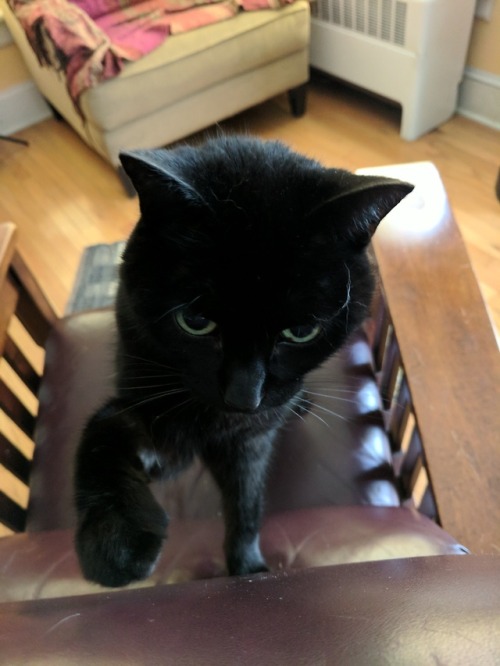 naturelvr69likes:bwwhitney:for @trishamaeva and @marauderfan and anyone else who likes catsI swore I