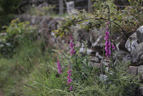 Hiking in the Yorkshire Dales.June 2017© Jantine Broek