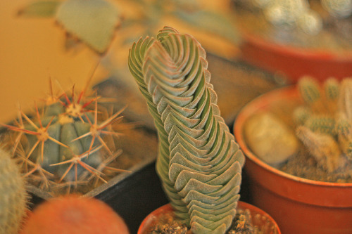 lets-talk-cacti: botanicaladventures: can anyone help me id this plant and maybe some tips on how to