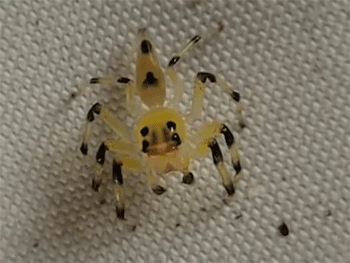 sizvideos:  Transparent jumping spider with visible MOVING retinas! - Video 