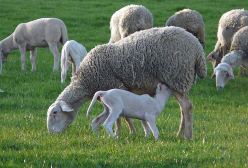 The Lacaune is a breed of domestic sheep originating near Lacaune in southern France. The Lacaune is