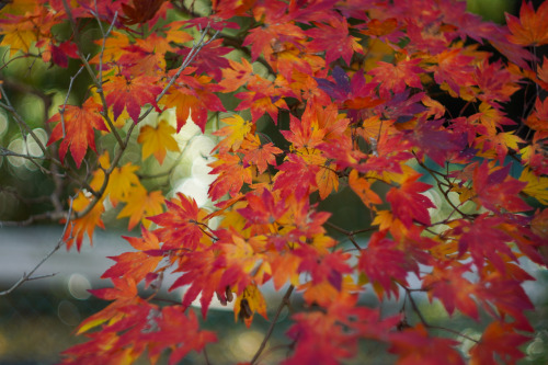 『最後の紅葉』sony a6400 + SIGMA 56mm F1.4 DC DN | Contemporary2021.12location : 静岡県 Shiuoka, japan