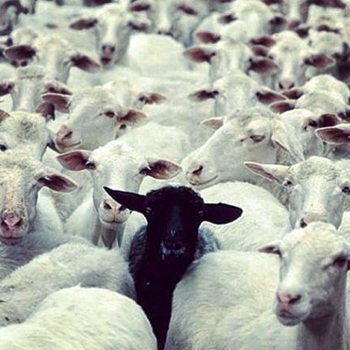 Black sheep squadron