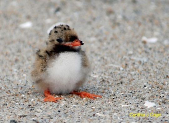 finnglas:  in case you need cheering up today i want you to know that i just found out that baby puffins are called “pufflings” 