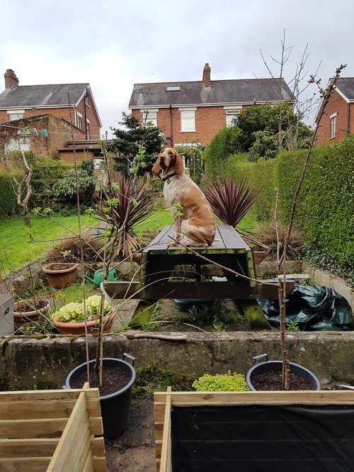 Orla in a supervisory gardening role