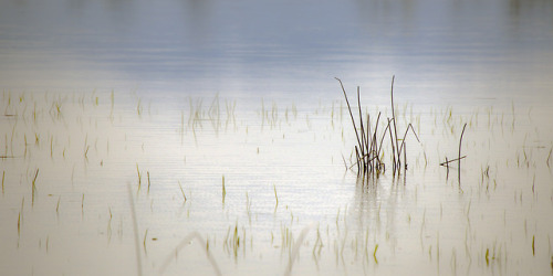 russell-tomlin:Serenade with Wetlands Grasses