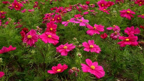 Beds and Borders - Cosmos.