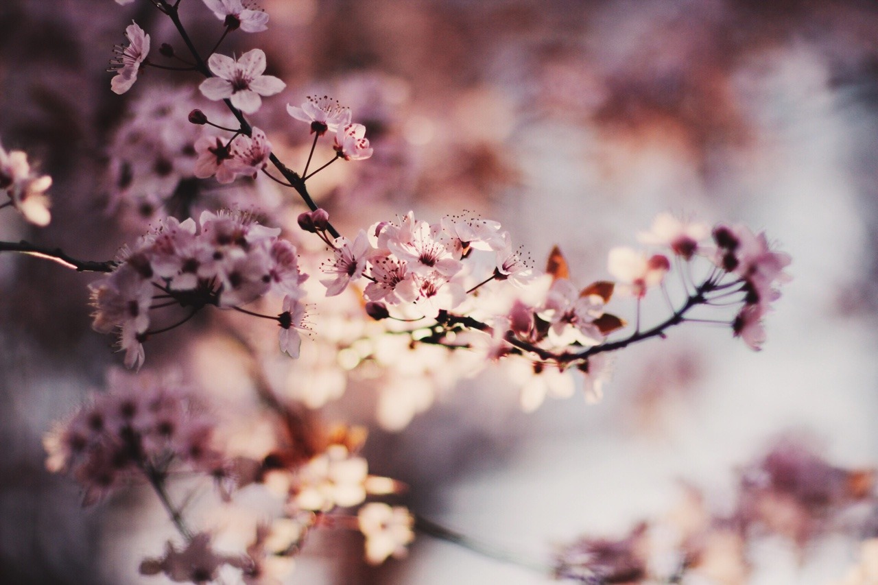 dream-bb:It’s the cherry blossom season.