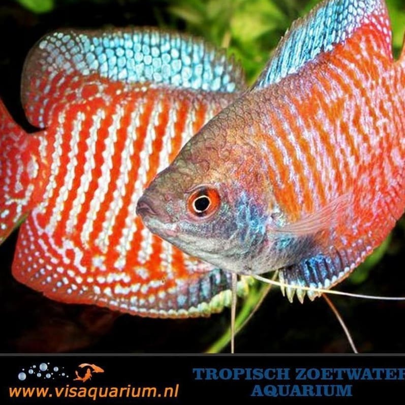 Dwarf gouramis are usually found swimming in the middle or top of the aquarium.
#aquarium #fish #aquariums #aquaria #aquariumfish #fishaquarium #freshaquarium #aquascape #aquariumhobby #freshwaterfish #monsterfish #aquascaping #aquaflora...