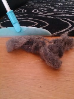 Keaphoto’s house cleaning tips: Bloody efficient this is!  Side note: I have one dog who sheds hair like crazy, and I`ve been looking after another dog and a bunny who also sheds hair like crazy for tho weeks. I`m not  boalding&hellip;&hellip; I think