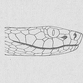 tupinambeast:Drawings illustrating the difference in headshape between the venomous