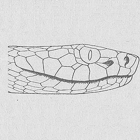 tupinambeast:Drawings illustrating the difference in headshape between the venomous Cottonmouth (agkistrodon piscivorus - left), and the non venomous Banded Water Snake (nerodia fasciata - right).Water snakes are commonly mistaken and, more often than