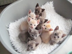 cute-overload:  Eight of them..http://cute-overload.tumblr.com