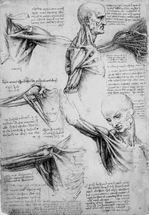 hominishostilis:  chaosophia218:Anatomical studies and drawings by Leonardo da Vinci.  Nah you just want to hear something amazing? Back in da Vinci’s day, autopsy and things like that were banned by the church. da Vinci never saw the inside of a human