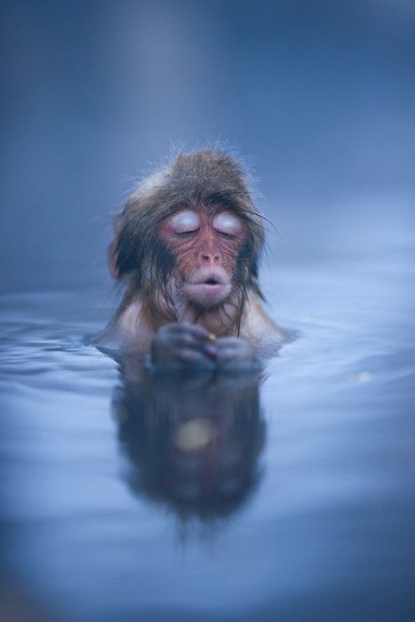 little monkey enjoying a hot bath