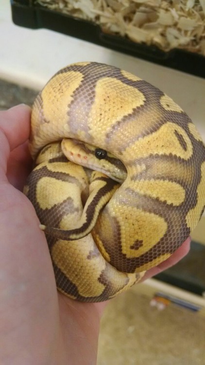 lovedrownsyou:My new little snake baby :3