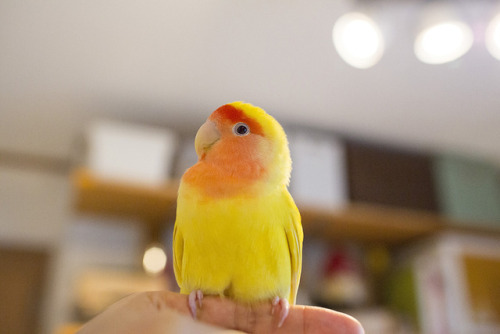 parrot-post:Contentment.