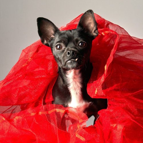 Jack-Jack looks good in red. #dogphotography #dogsofinstagram #dogphoto #petphotography #fredl