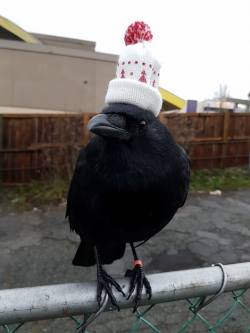 becausebirds:  everythingisahoax:Winter is coming.  And she is ready.