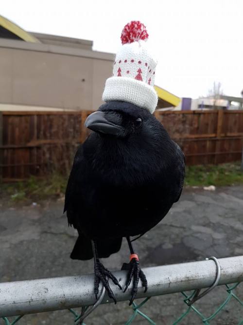 becausebirds:  everythingisahoax:Winter is coming.  And she is ready.