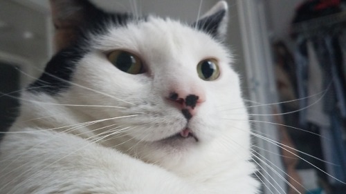 bypassreality: Curled blep