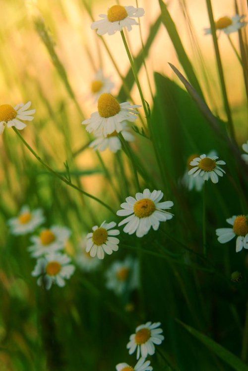 blooms-and-shrooms: .:daisy’s garden:. by neslihans