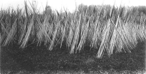 canapoeira