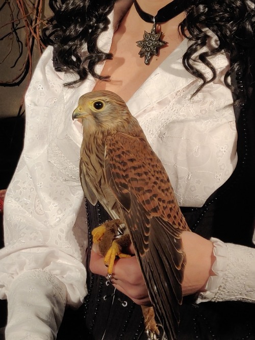 New photoshoot backstage! Yennefer of Vengerberg with her kestrel, character from books by A.Sapkows