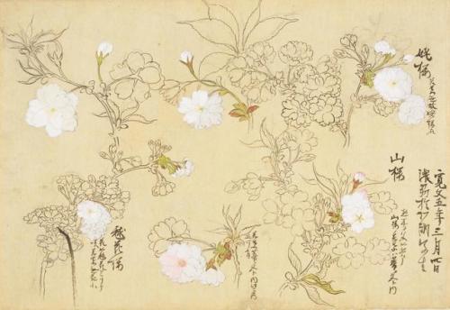 iamjapanese: KANŌ Sigekata（狩野 重賢 Japanese）Cherry Blossoms and Camellias 櫻と椿 from Sōmoku Shasei 