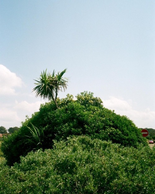 Capbreton, May 2018.....#useformat #capbreton #plants #cordyline #analog #35mm #film #filmphotograph